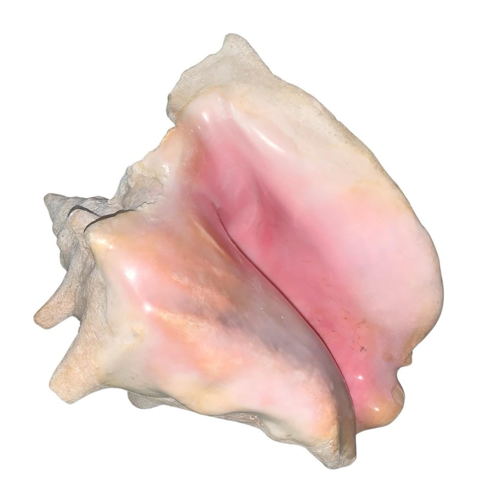 Large Horned Pink Queen Conch Sea Shell 10+" Giant Pink Blowing Horn